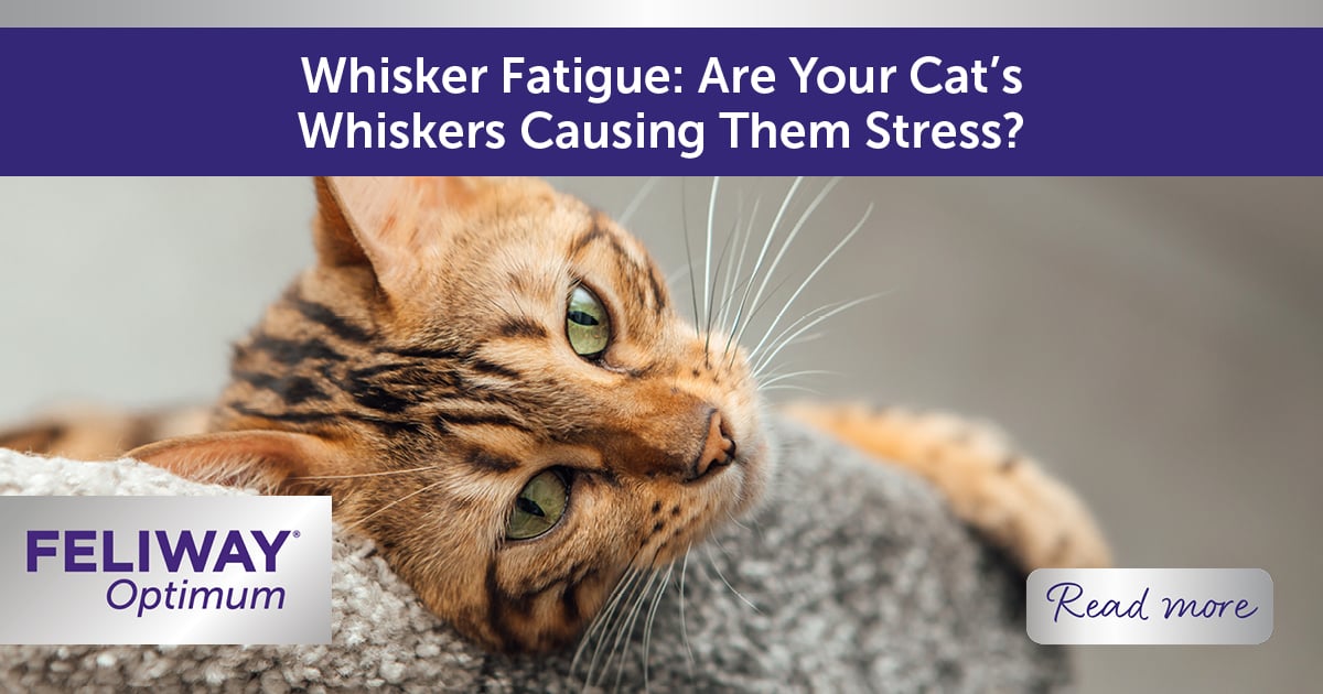 Whisker Fatigue: Are Your Cat’s Whiskers Causing Them Stress?